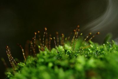 Dewdrops on moss