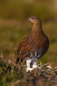 Close-up of a bird against blurred background