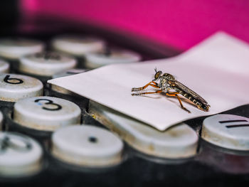 Close-up of insect on table