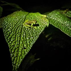 Close-up of leaf