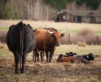 Cows with calves at farm