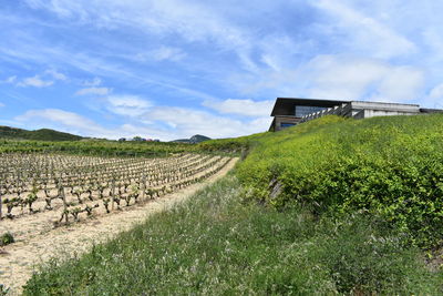 Scenic view of agricultural field against sky