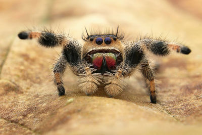 Close-up of spider on rock