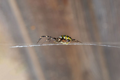 A wasp spider, argiope bruennichi, on it's web.