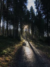Trees in forest against sky