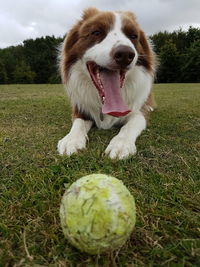 Close-up of border collie with tennis ball