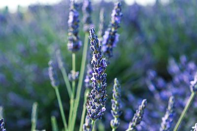 Close-up of purple flowering plant on field