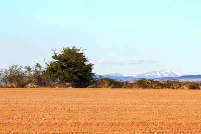 Scenic view of field against clear sky