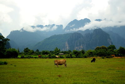 Horses in a field