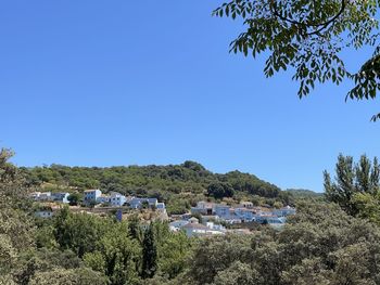 Plants and buildings against clear blue sky