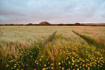 Scenic view of field against clear sky