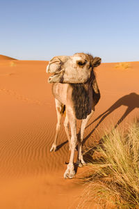 Camel on desert against clear sky
