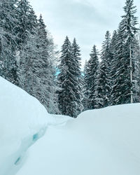 Pine trees on snow covered land against sky