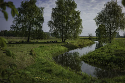 Scenic view of trees on field against sky