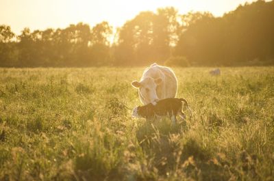 Cow on field