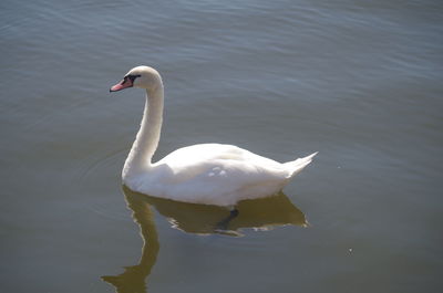 Close-up of swan swimming in water