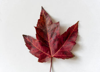 High angle view of maple leaf on white background