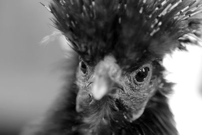 Close-up of cute bird