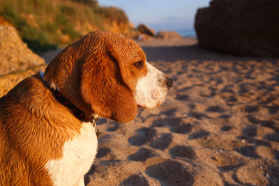 Close-up of dog looking away