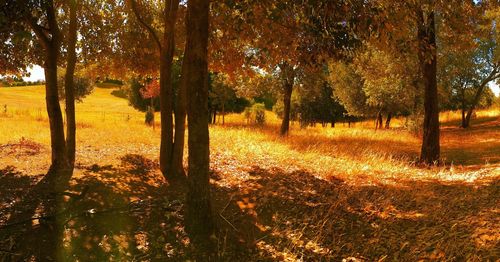 Trees in park during autumn