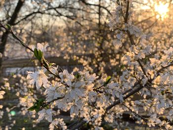 Cherry blossoms in spring