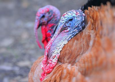 Ornamental turkey, meleagris gallopavo, bluish red head at the farm