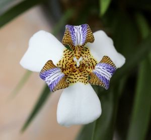 Close-up of orchid blooming outdoors