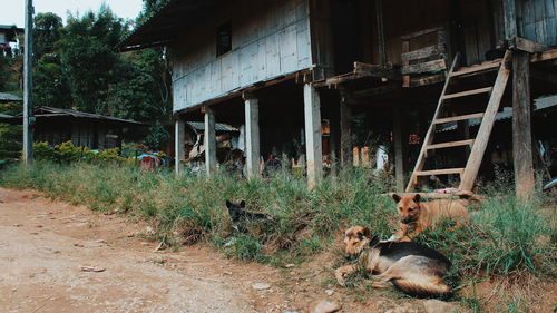 View of a cat looking through plants