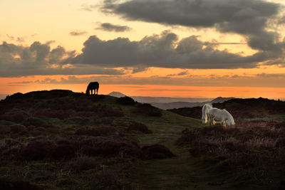 Pony standing on field against sky during sunset