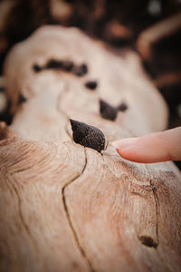 Cropped hand of person touching seasnail