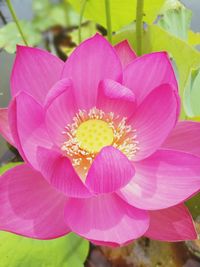 Close-up of pink flower blooming outdoors