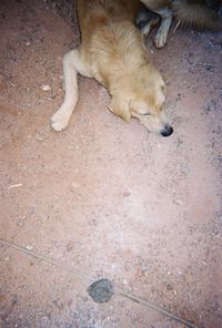 Dog on ground