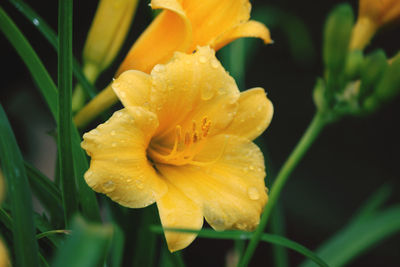 Close-up of wet yellow rose flower