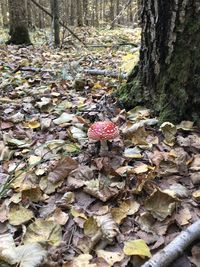 Mushrooms growing on tree trunk in forest