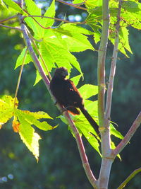 Close-up of bird perching on branch