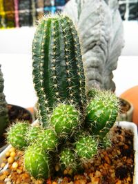 Close-up of cactus plant