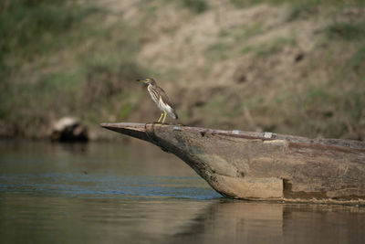 Close-up of bird in lake