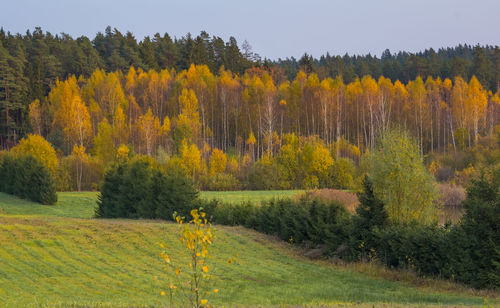 Beautiful autumn forest in northern europe. fall landscape with trees. woodland scenery in autumn.