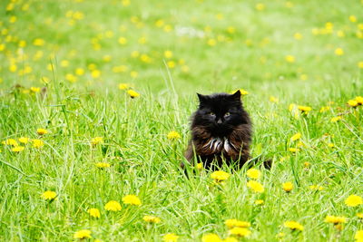 Close-up of cat on field