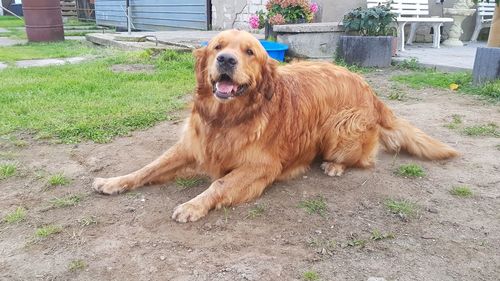 Dog on grass