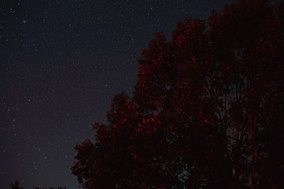 This shot is of a tree being illuminated by the faint red glow of the beaver moon in its eclipse.