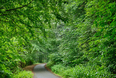 Road amidst trees in forest