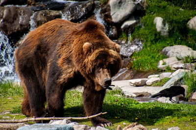 View of bear walking on land