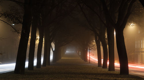 Illuminated footpath amidst trees at night