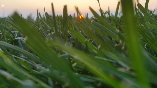 Close-up of crops growing on field