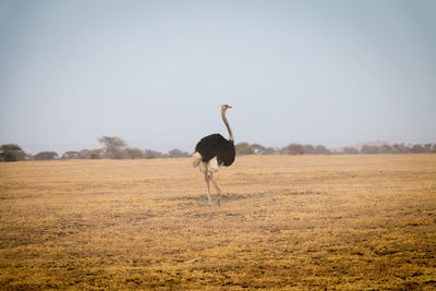 Horse on field against clear sky