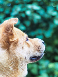 Close-up of a dog looking away