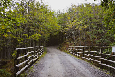 Road amidst trees in forest