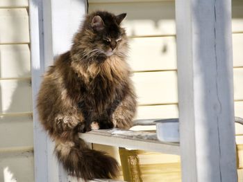 Portrait of a cat looking away