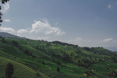 Scenic view of agricultural field against sky